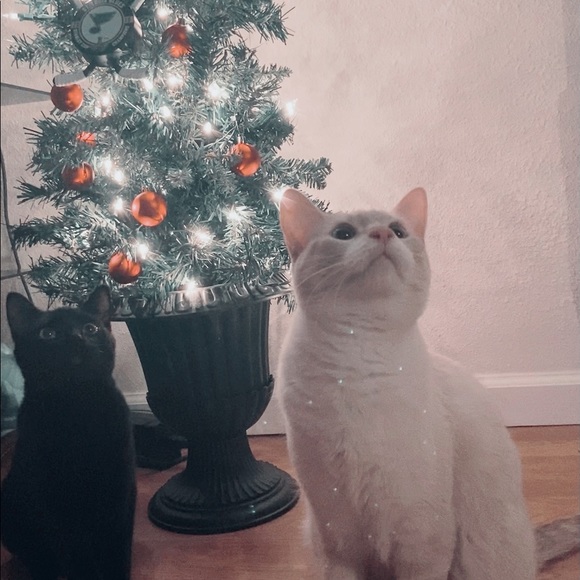 Meet your Posher, Megan - Picture 3 of 3